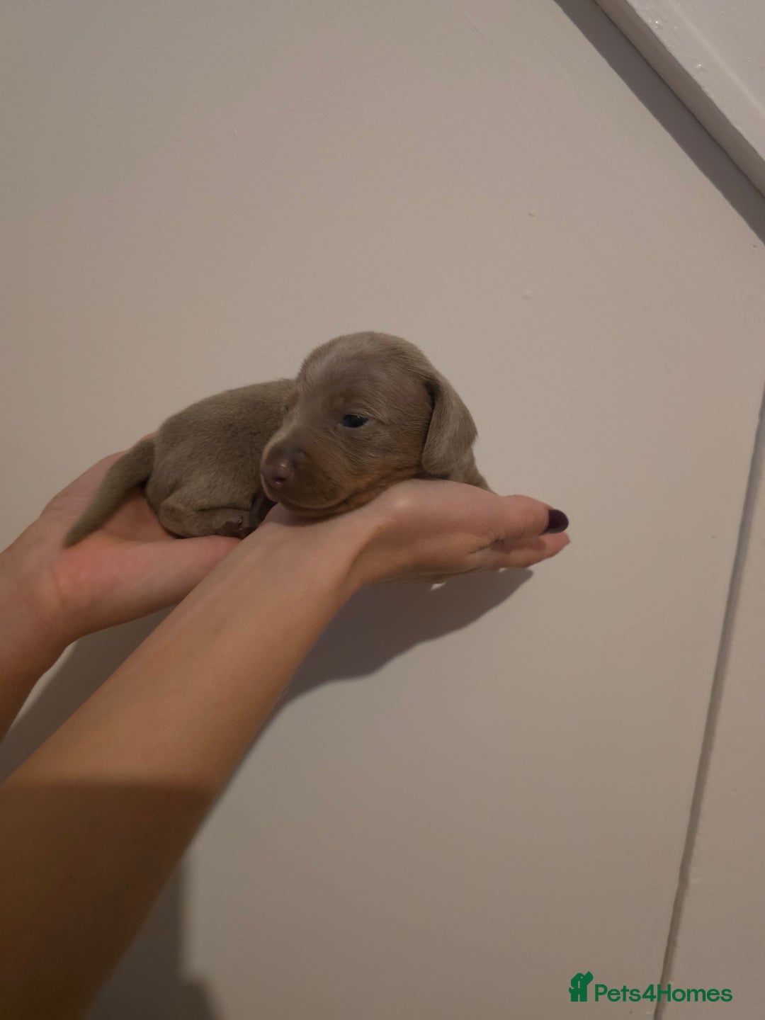 Miniature Dachshund dogs for sale: CHAMPION KC REG MINIATURE DACHSHUND PUPS.  - Image 18