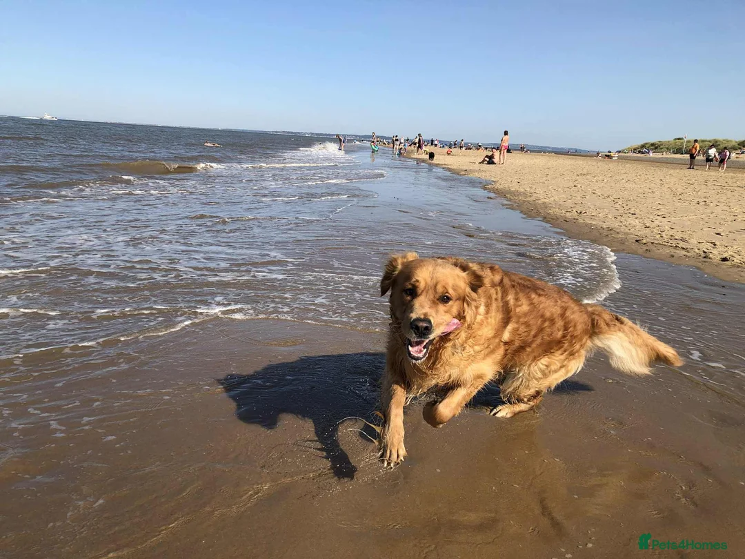 Golden Retriever dogs for sale: Only 5 gorgeous golden retriever puppies left - Advert 3