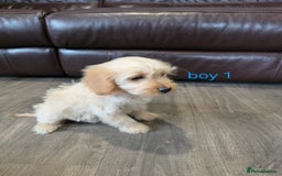 Cockapoo dogs for sale: Adorable cockapoo pups ready to go 🐶 - Image 30
