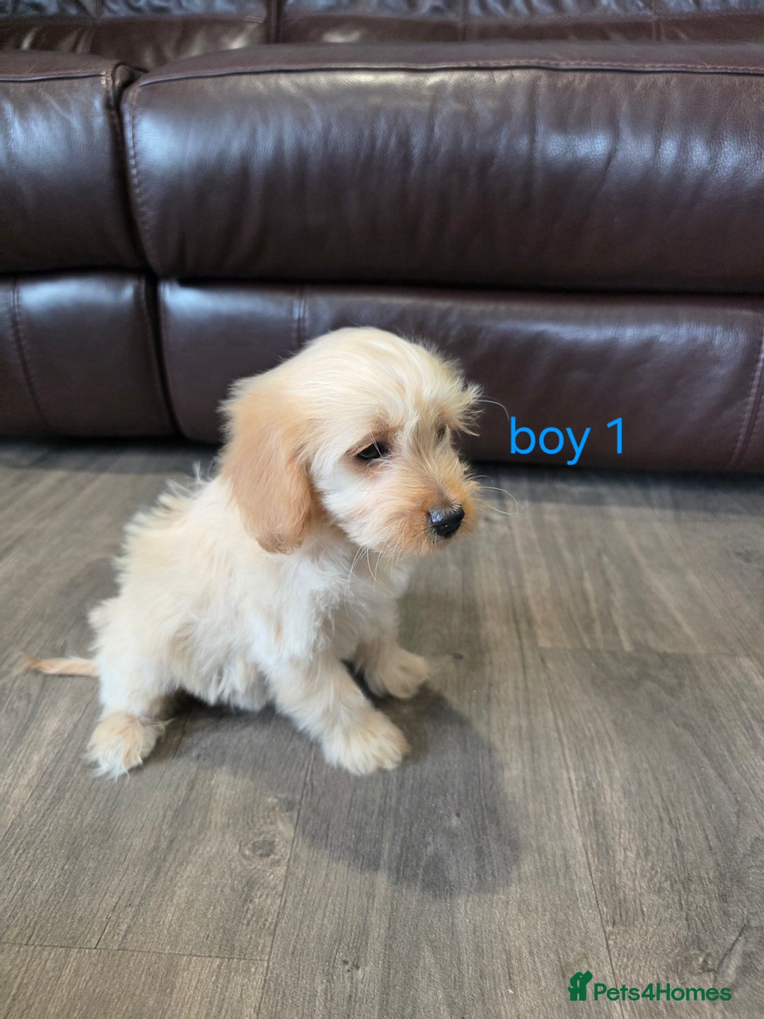 Cockapoo dogs for sale: Adorable cockapoo pups ready to go 🐶 - Image 30