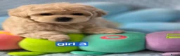 Maltipoo dogs for sale:  Beautiful  Maltipoo - Advert 32
