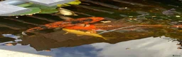 Koi Carp fish for sale: Koi carp  in Wolverhampton - Advert 6