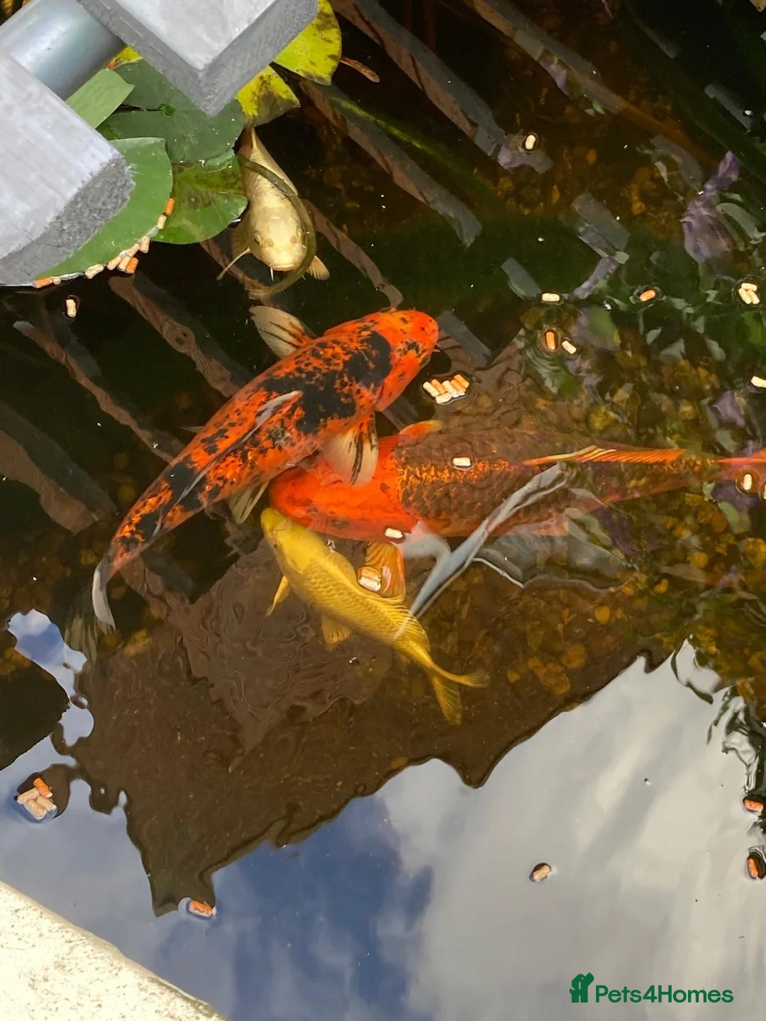 Koi Carp fish for sale: Koi carp  in Wolverhampton - Advert 6