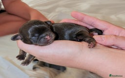 Shih Tzu dogs for sale: Imperial Dobie Shih Tzu's  - Image 6