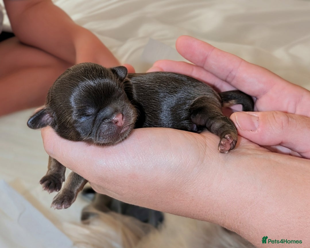 Shih Tzu dogs for sale: Imperial Dobie Shih Tzu's  - Image 6