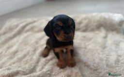 Cocker Spaniel dogs for sale: Working cocker spaniels  - Image 8