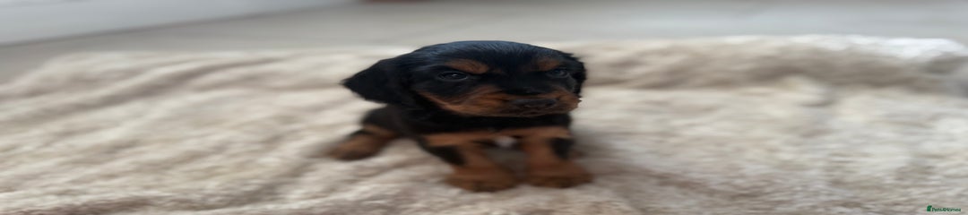 Cocker Spaniel Puppy 2