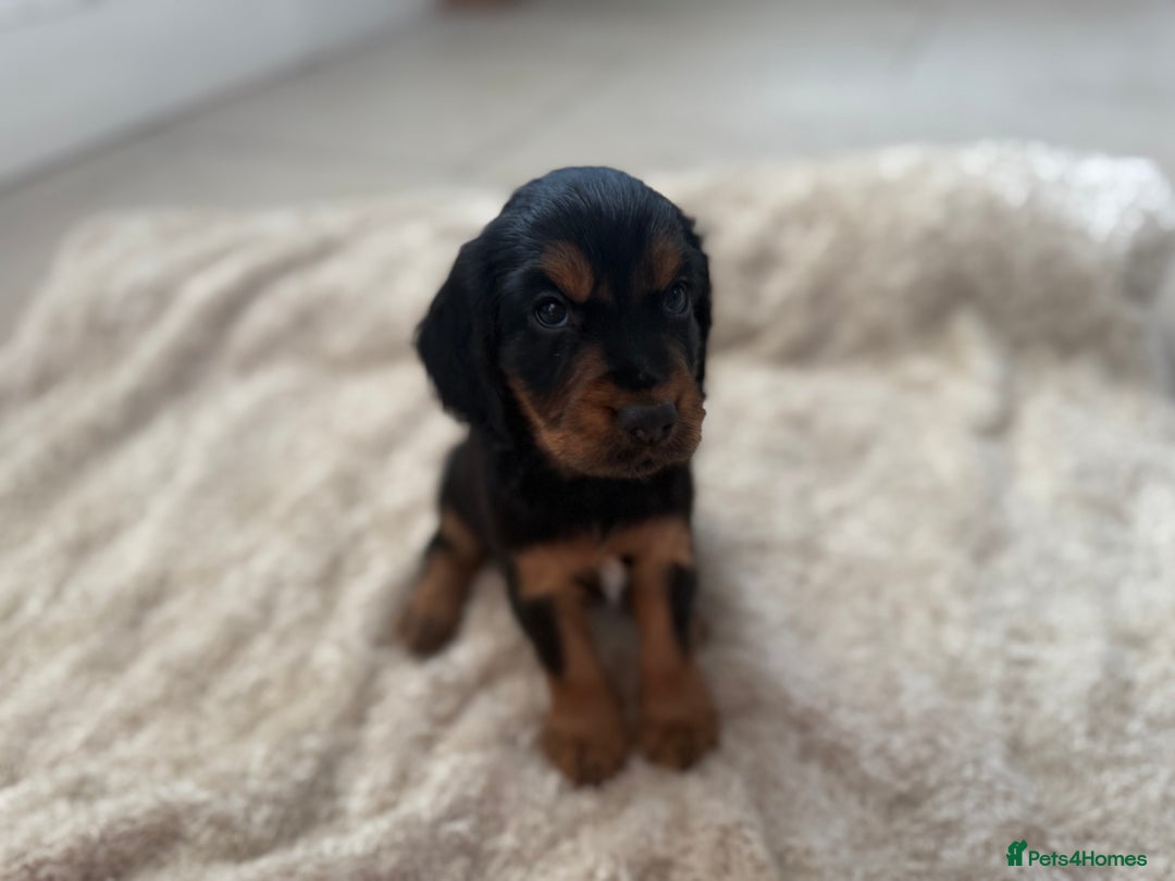 Cocker Spaniel dogs for sale: Working cocker spaniels  - Image 8