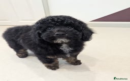 Miniature Poodle dogs for sale: 4 Beautiful Miniature Poodle puppies  in Skelmersdale - Image 5