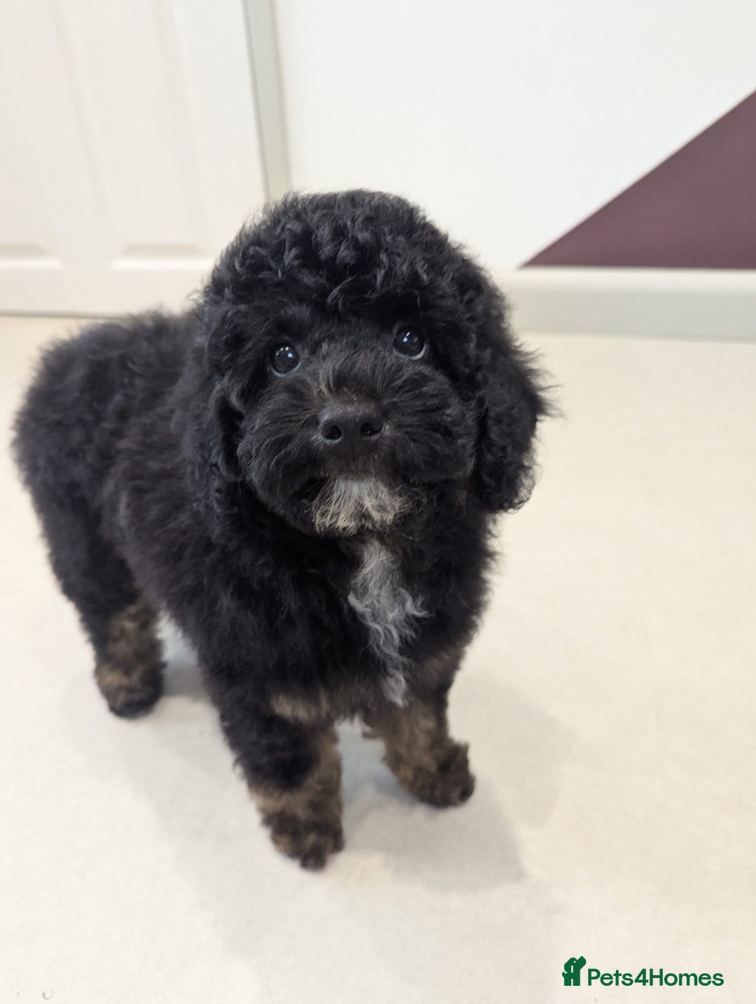 Miniature Poodle dogs for sale: 4 Beautiful Miniature Poodle puppies  in Skelmersdale - Image 5