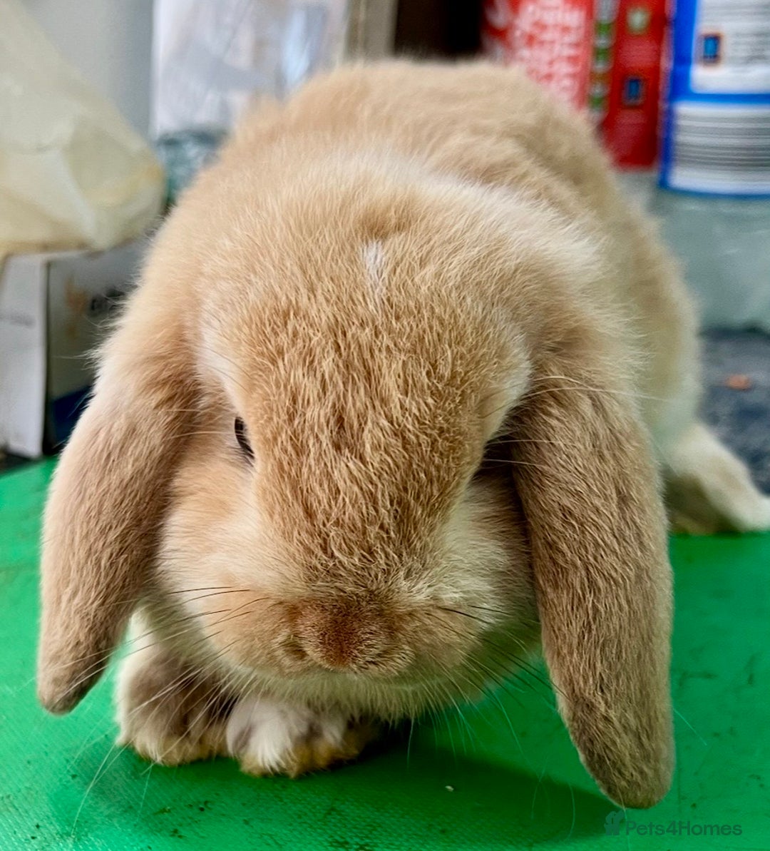 Mini Lop rabbits for sale: Mini Lops for sale READY NOW - Advert 14