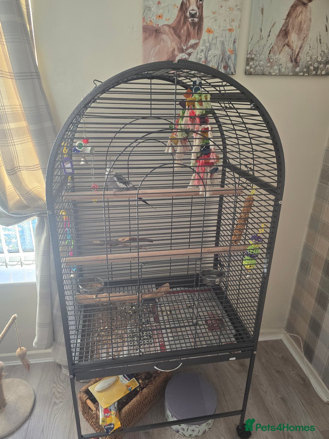 Cockatiels birds for sale: Cage and bird  - Advert 2