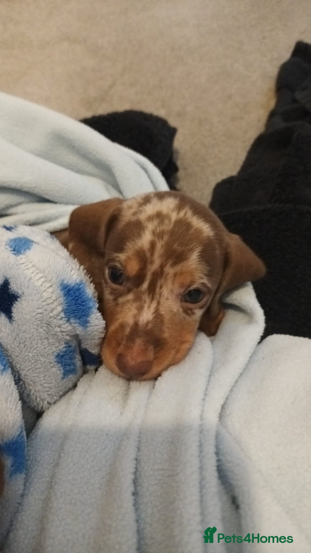Miniature Dachshund dogs for sale: Minature short haired dachshund  - Image 4