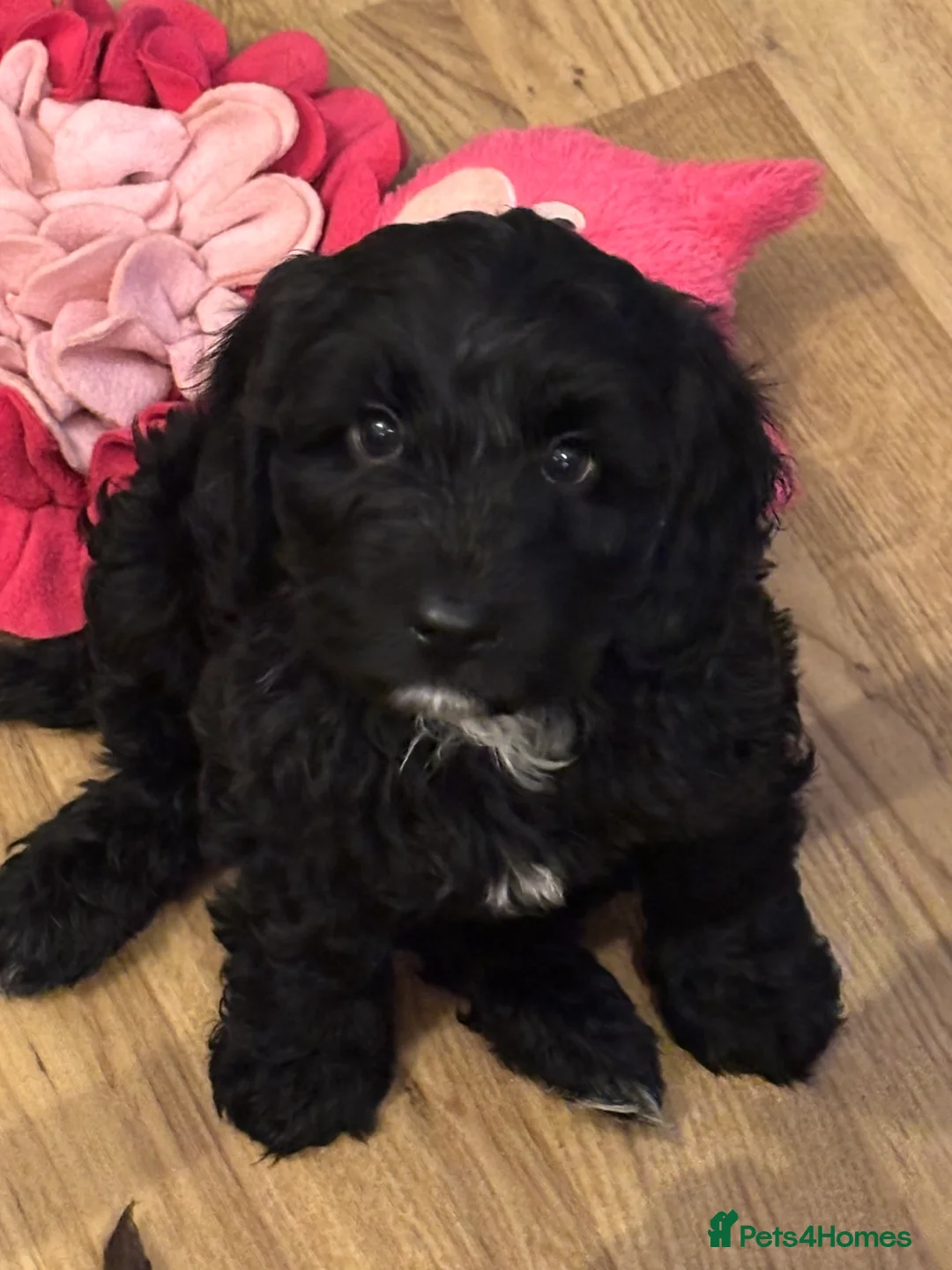 Mixed Breed dogs for sale: 2 Black Girls Left - Cockapoo Puppies  - Advert 2