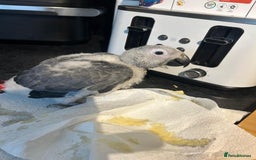 Parrots birds for sale: Baby Hand-reared African Grey - Image 3