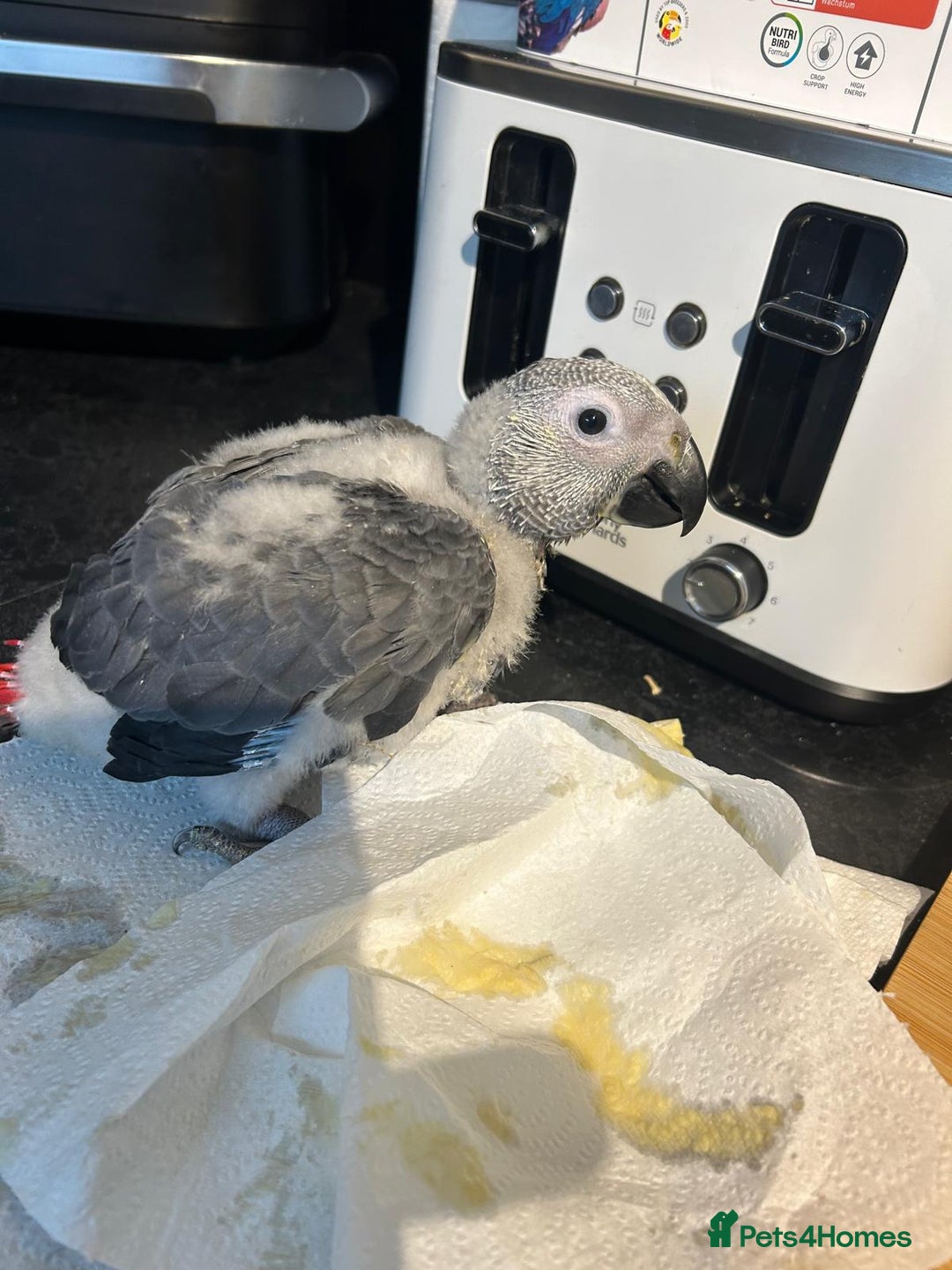 Parrots birds for sale: Baby Hand-reared African Grey - Image 3