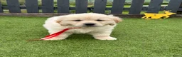 Golden Retriever dogs for sale: 🏆🏆 Fully health tested kc reg boys 🏆🏆 - Advert 6