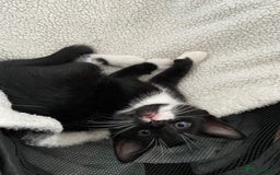 Mixed Breed cats for sale: READY NOW 2 Half-Ragdoll Kittens LEFT ❤️ REDUCED - Image 7