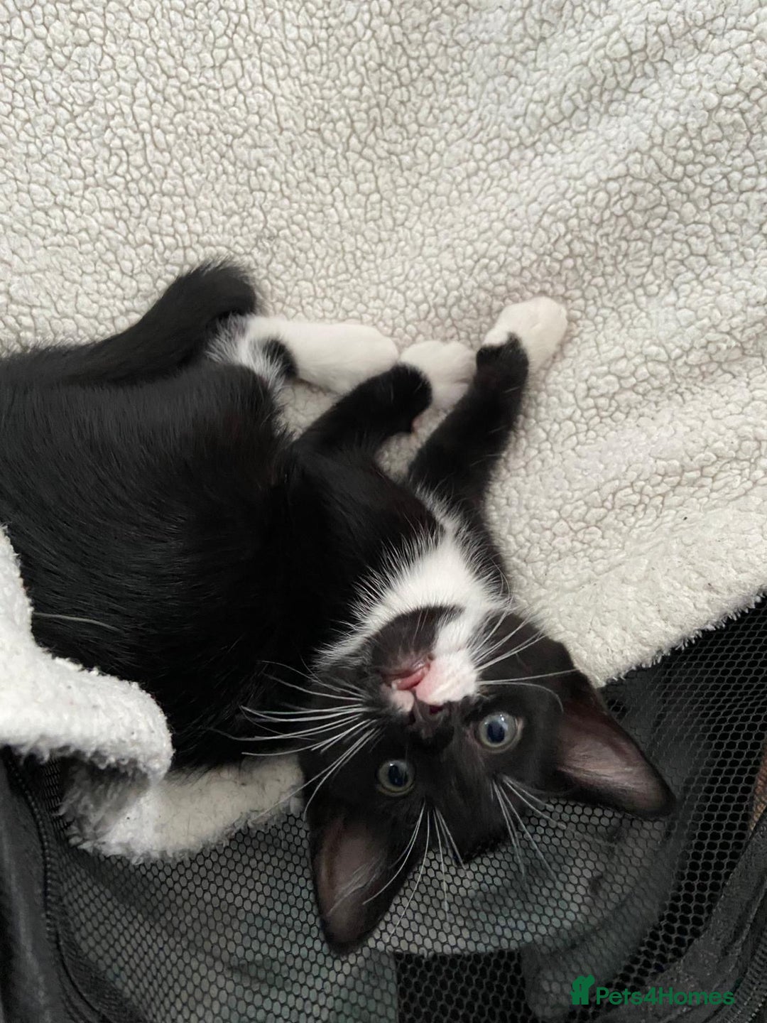 Mixed Breed cats for sale: READY NOW 2 Half-Ragdoll Kittens LEFT ❤️ REDUCED - Image 7