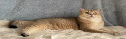 British Shorthair cats for sale: Beautiful British Shorthair Black Golden female  - Advert 2