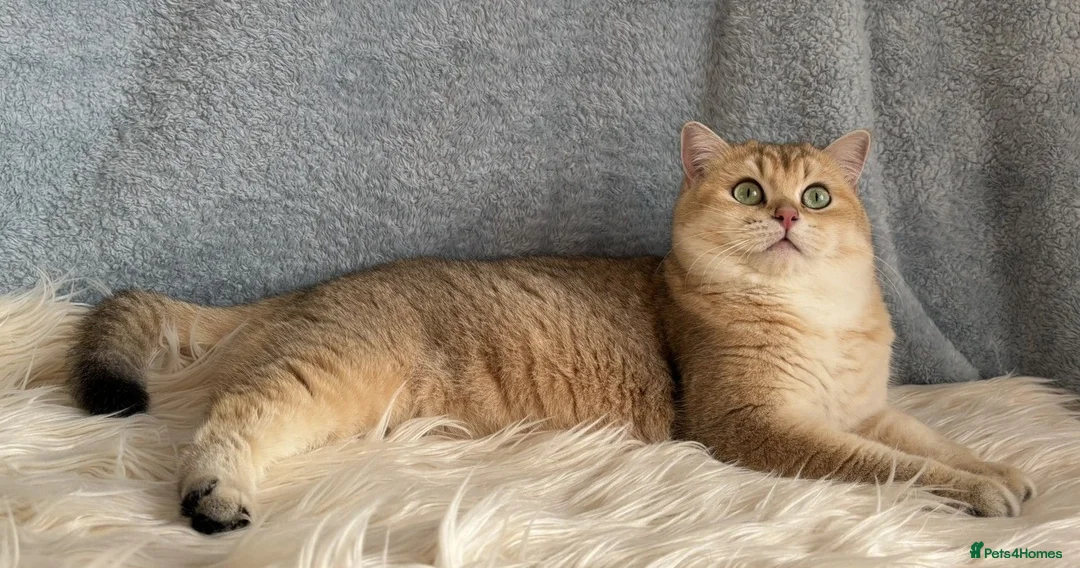 British Shorthair cats for sale: Beautiful British Shorthair Black Golden female  - Advert 2