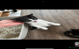 Domestic Shorthair cats for sale: 2 male kitten short haired  - Image 2