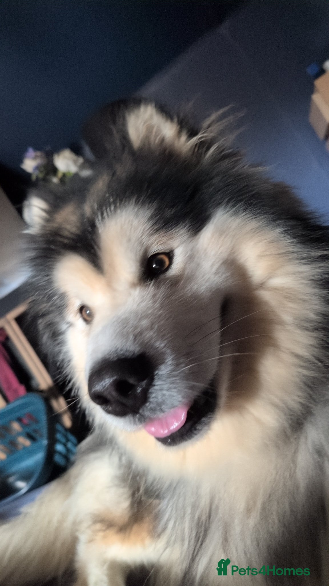 Alaskan Malamute dogs KC Registered Champion Alaskan Malamute for Stud - Advert 8