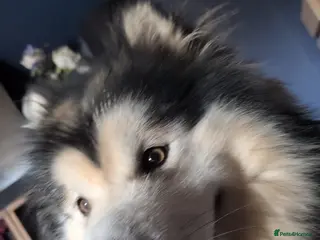 Alaskan Malamute dogs KC Registered Champion Alaskan Malamute for Stud - Advert 8