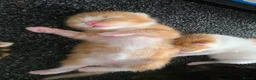 Mixed Breed cats for sale: 5 beautiful fluffy kittens - Advert 12