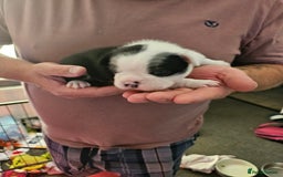 Mixed Breed dogs for sale: Frenchton Pups - Image 10