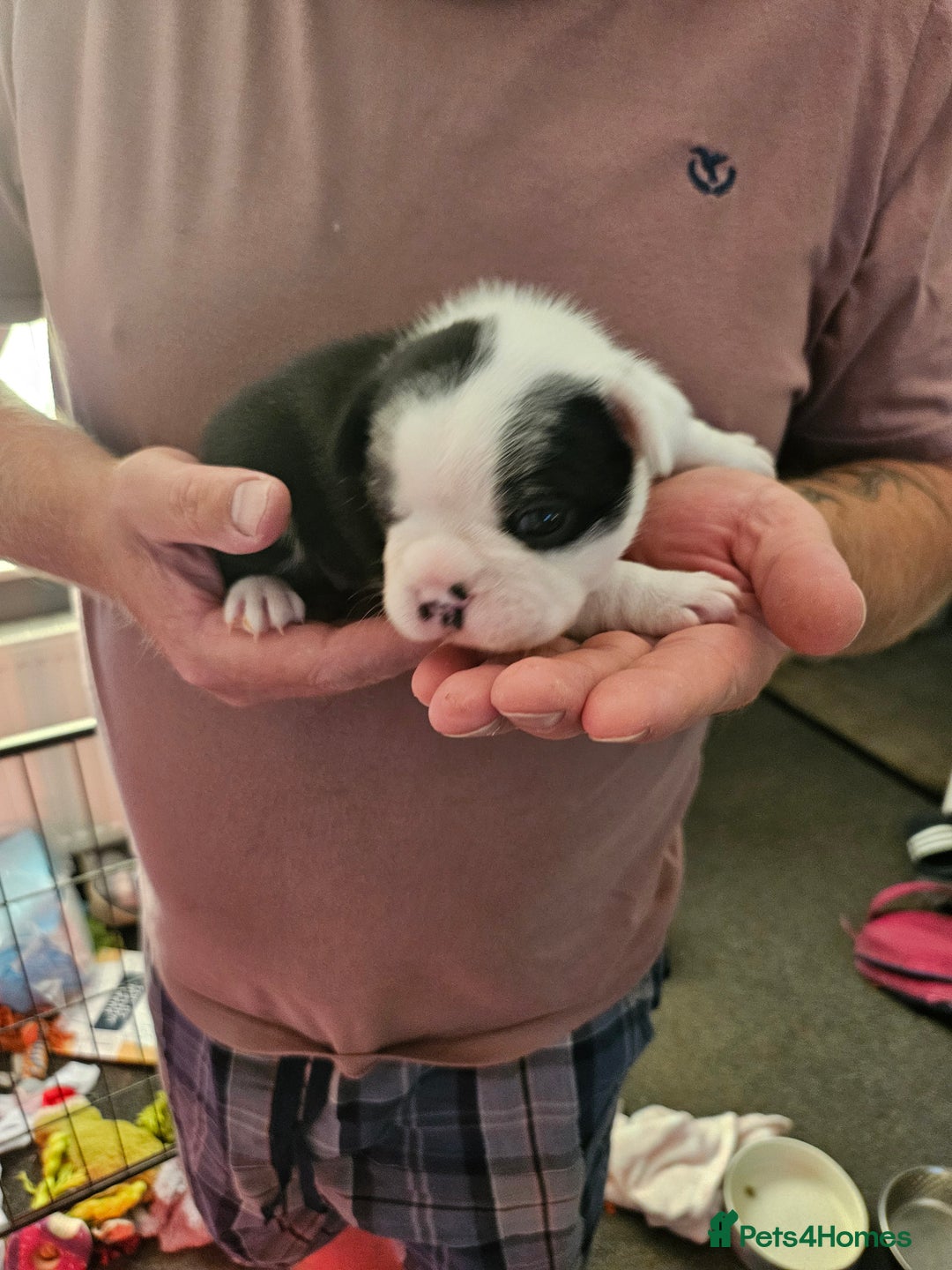 Mixed Breed dogs for sale: Frenchton Pups - Image 10