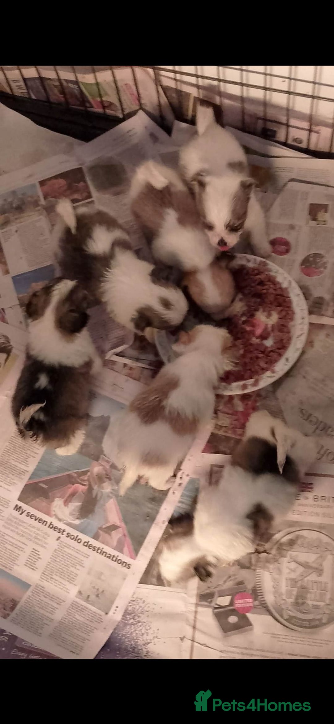 Mixed Breed dogs for sale: Adorable Maltese cross jack babies  - Advert 4