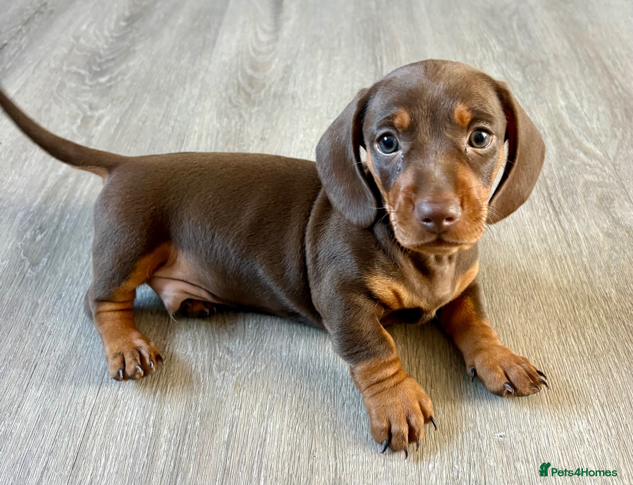 Miniature Dachshund dogs Chocolate & tan short hair miniature dachshund  - Advert 14