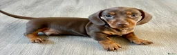 Miniature Dachshund dogs for sale: Chocolate & tan short hair miniature dachshund  - Advert 3