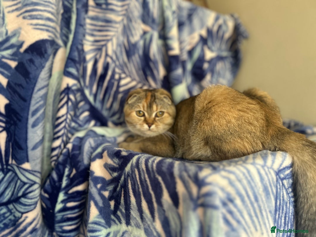 Scottish Fold cats for sale: Kittens Ready for Their Forever Homes - Image 30