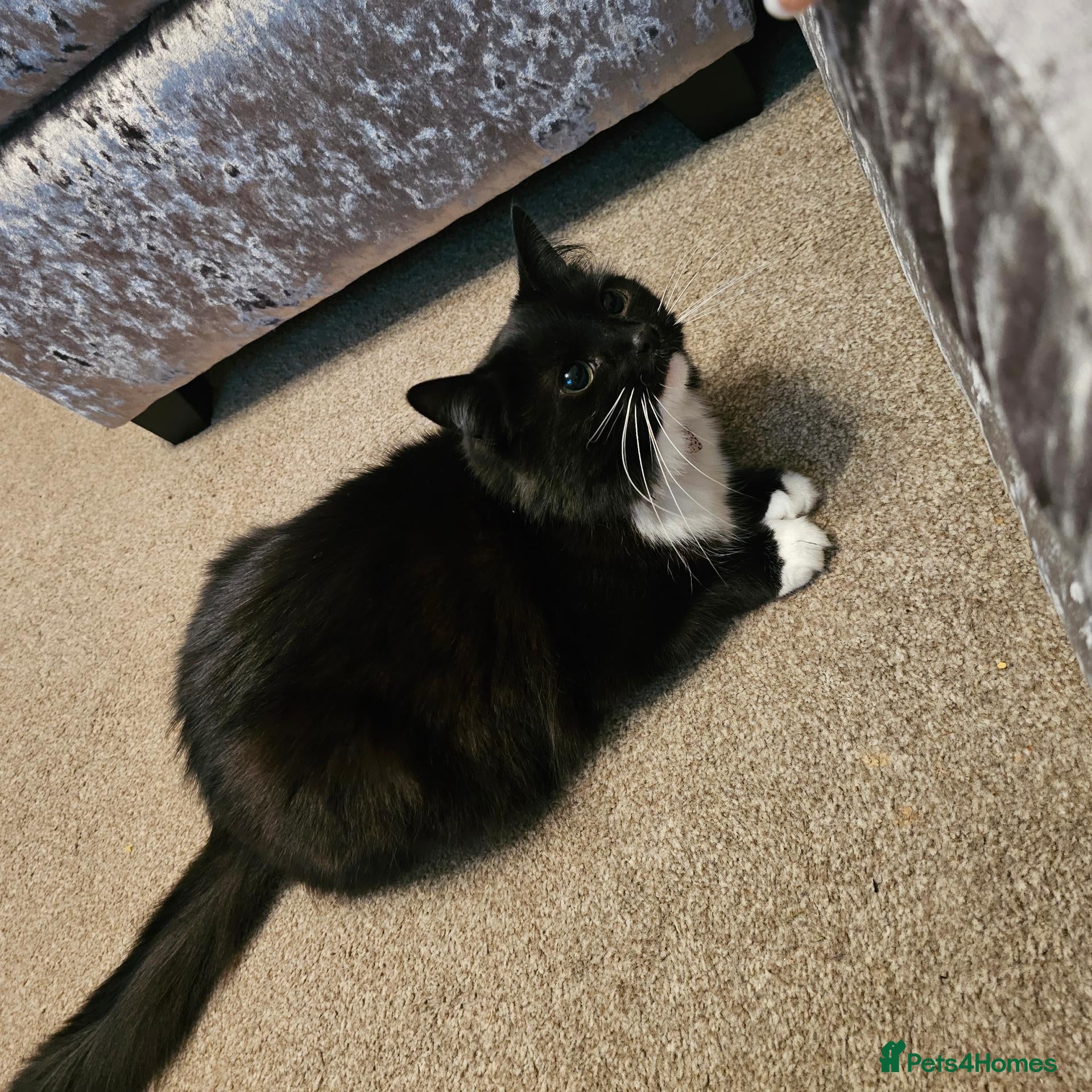 Mixed Breed cats Free To Good Home - Advert 1