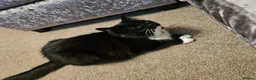Mixed Breed cats for sale: Free To Good Home - Advert 1