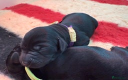 Labrador Retriever dogs for sale: Beautiful chunky litter of black pups  - Advert 20