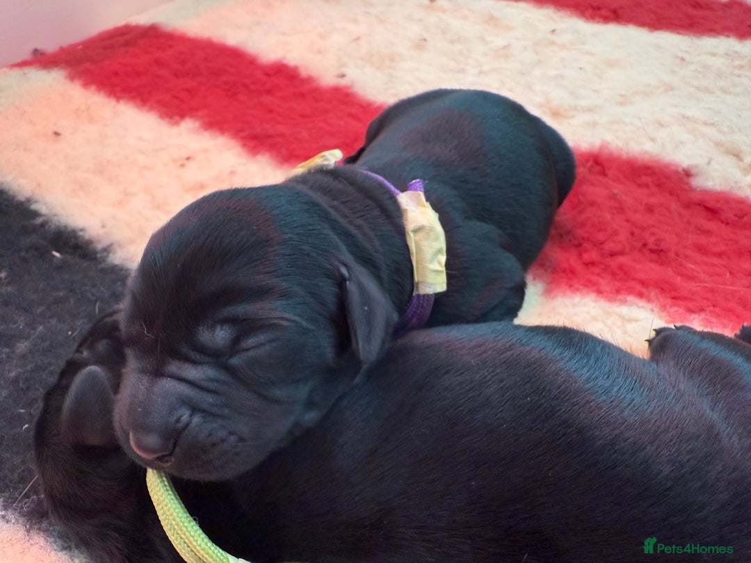 Labrador Retriever dogs for sale: Beautiful chunky litter of black pups  - Advert 20