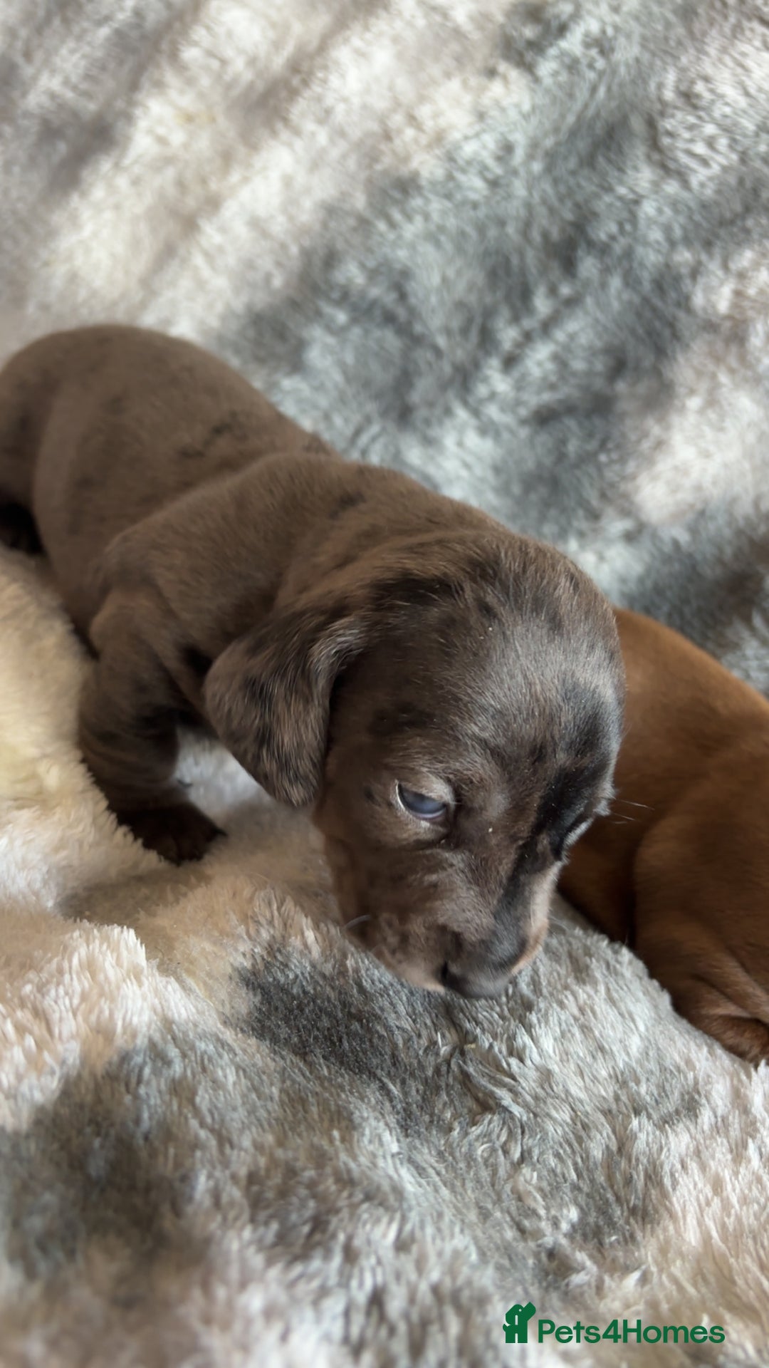 Miniature Dachshund dogs for sale: KC miniature Daschunds    - Image 20