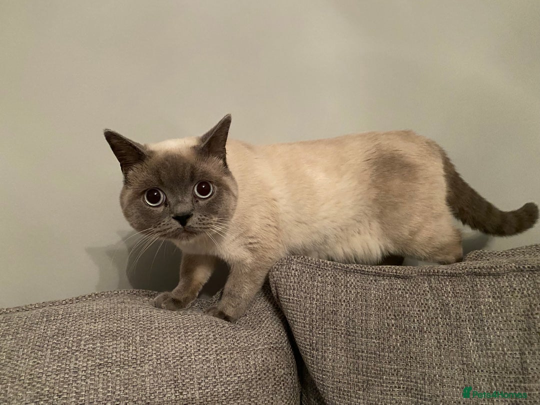 British Shorthair cats for sale: British shorthair  - Advert 3