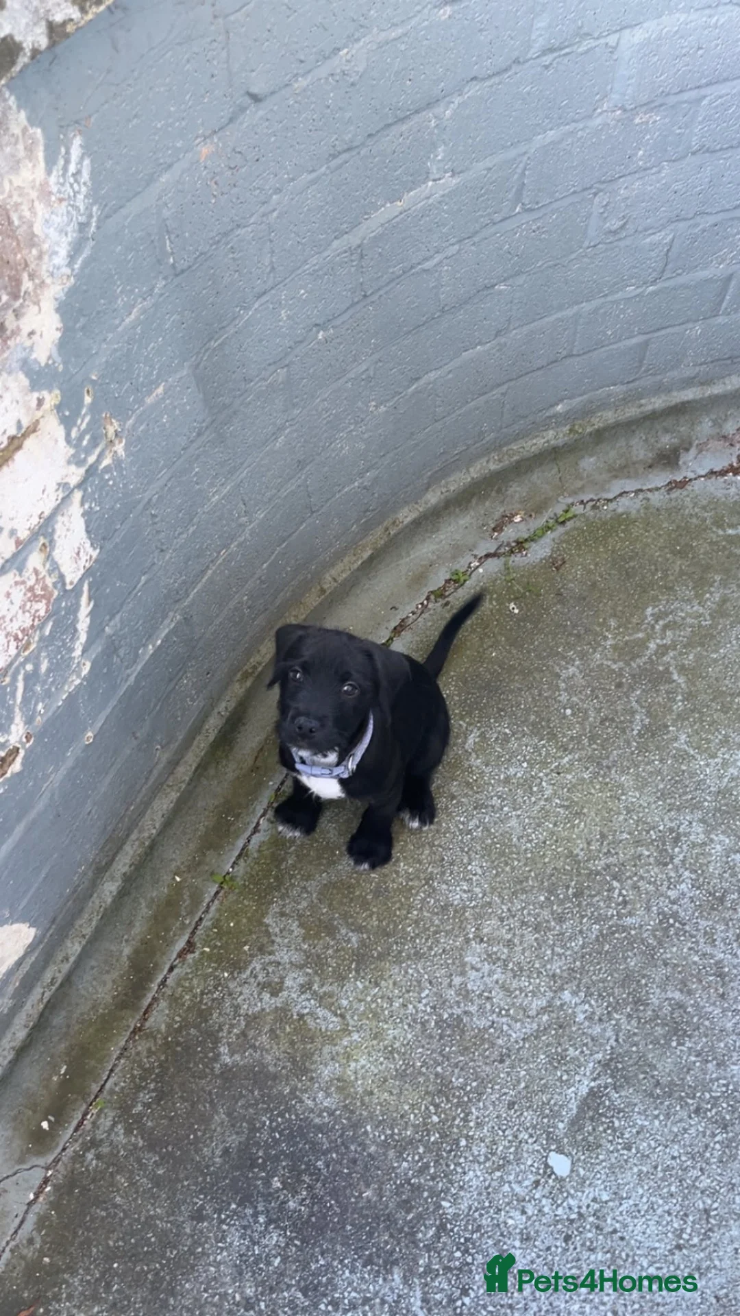 Patterjack dogs for sale: Bear  in Stourbridge - Advert 1