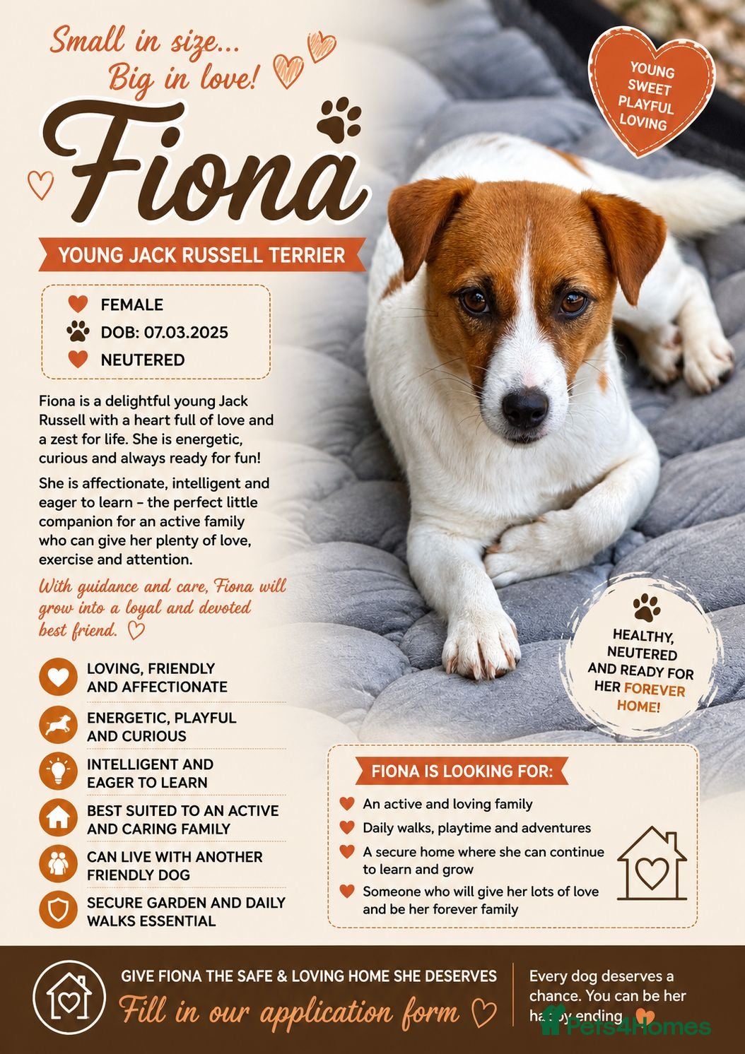 Jack Russell dogs FIONA – Young Jack Russell Terrier - Advert 2