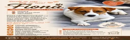 Jack Russell dogs for adoption: FIONA – Young Jack Russell Terrier - Advert 2