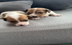Jack Russell dogs for sale: Beautiful Jack russell puppies for sale  - Image 6
