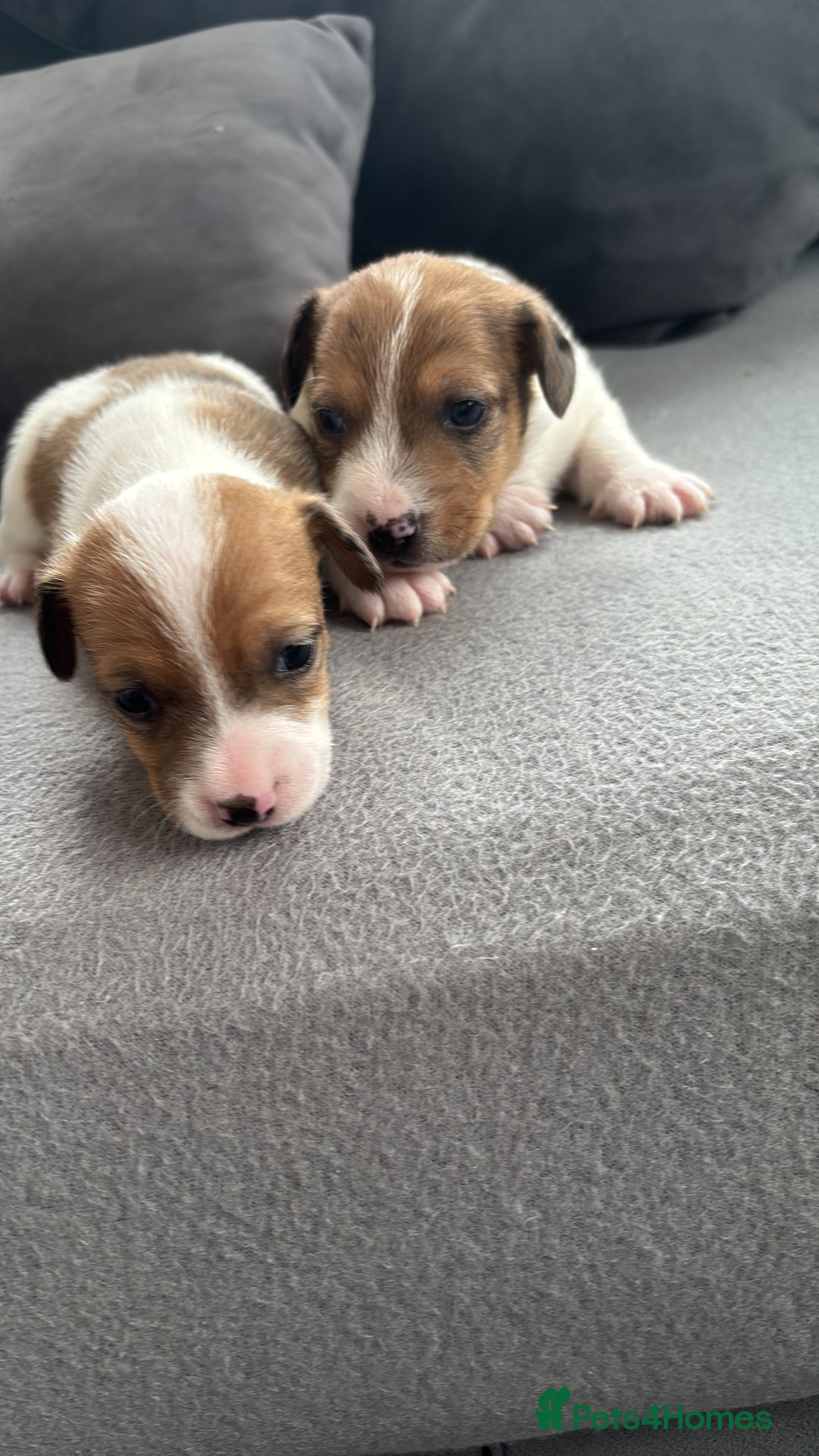 Jack Russell dogs for sale: Beautiful Jack russell puppies for sale  - Image 6