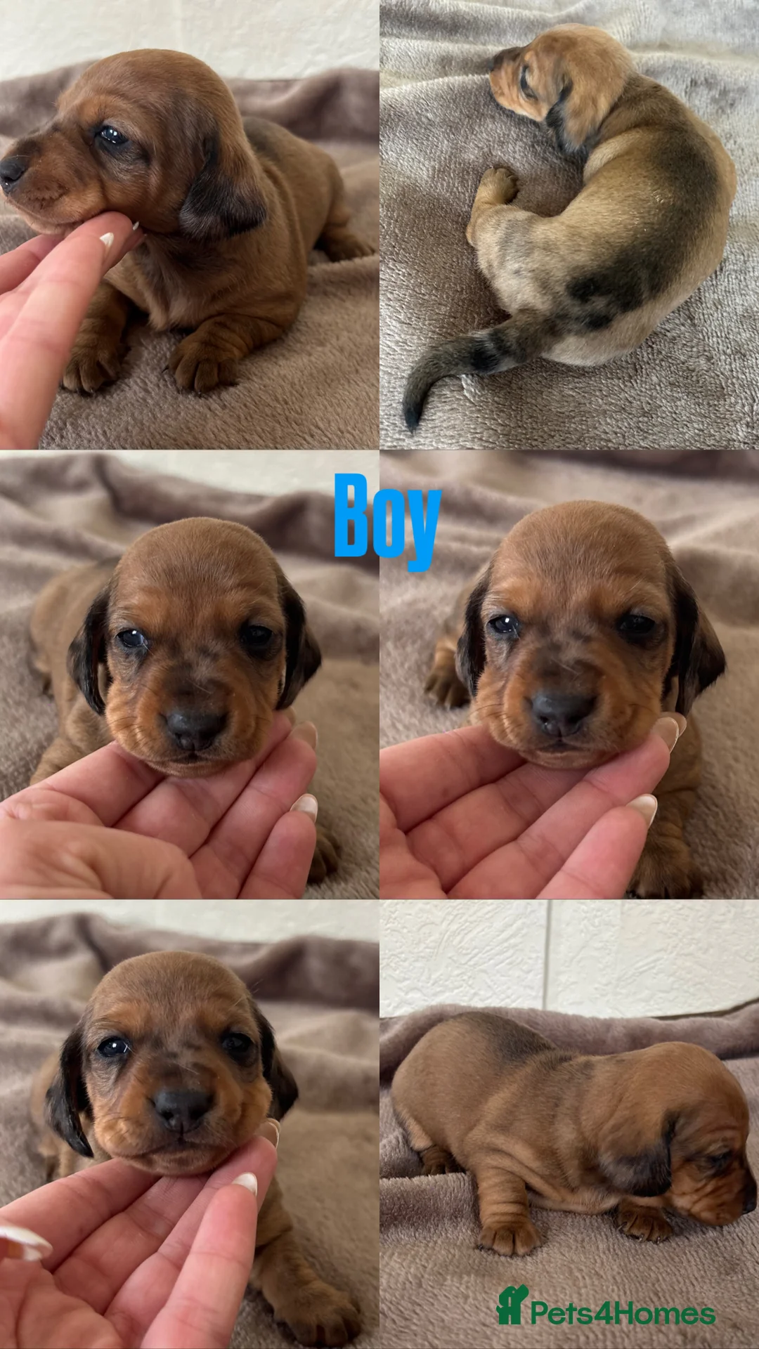 Dachshund dogs for sale: 7 gorgeous minature dachshund puppy’s🐶 - Advert 2