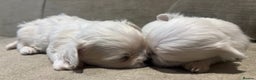Maltese dogs for sale: Tiny Korean Maltese Boys - Advert 11