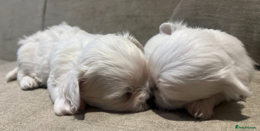 Maltese dogs for sale: Tiny Korean Maltese Boys - Advert 11