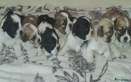 Shih Tzu dogs for sale: Home Raised Shih Tzu Puppies. - Image 3